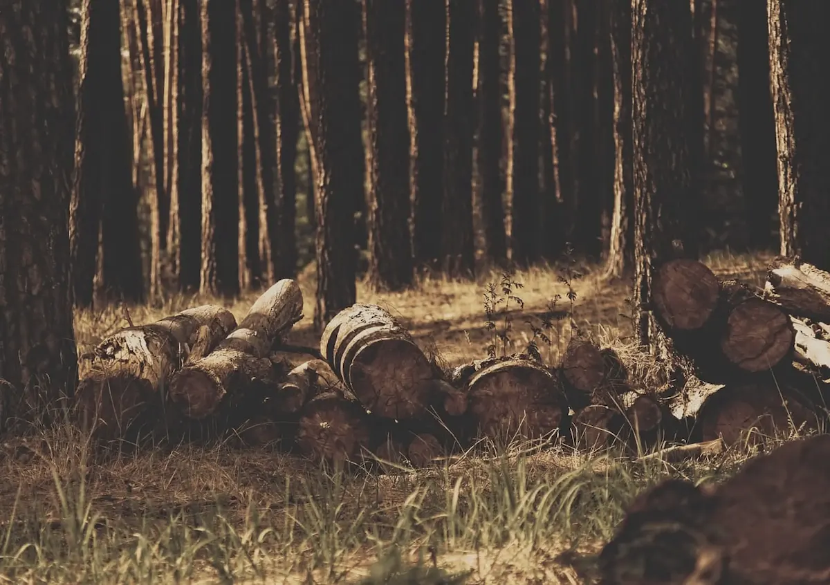 森の中に丸太が並んでいる画像