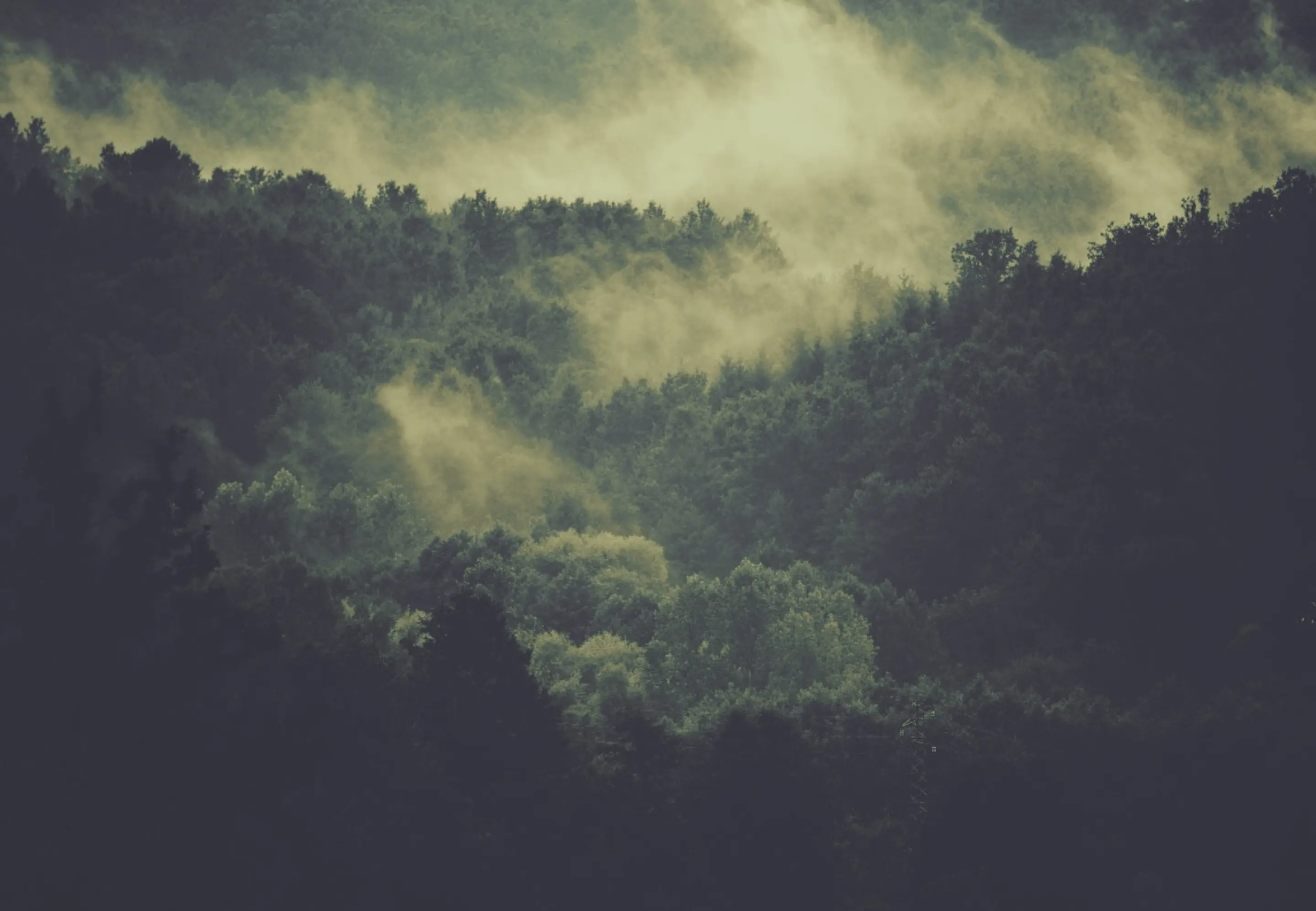 霧がかかる森の様子